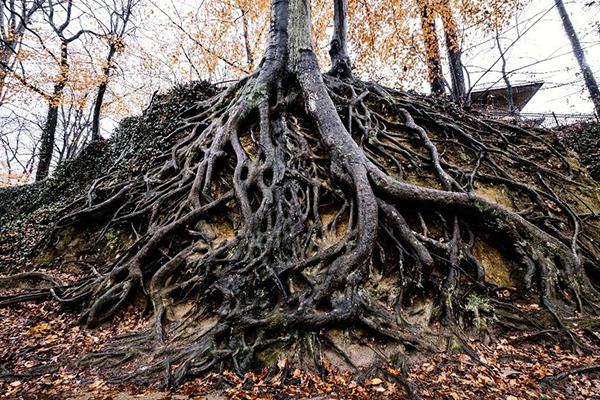 【数学之美】分形——发现隐藏的维度